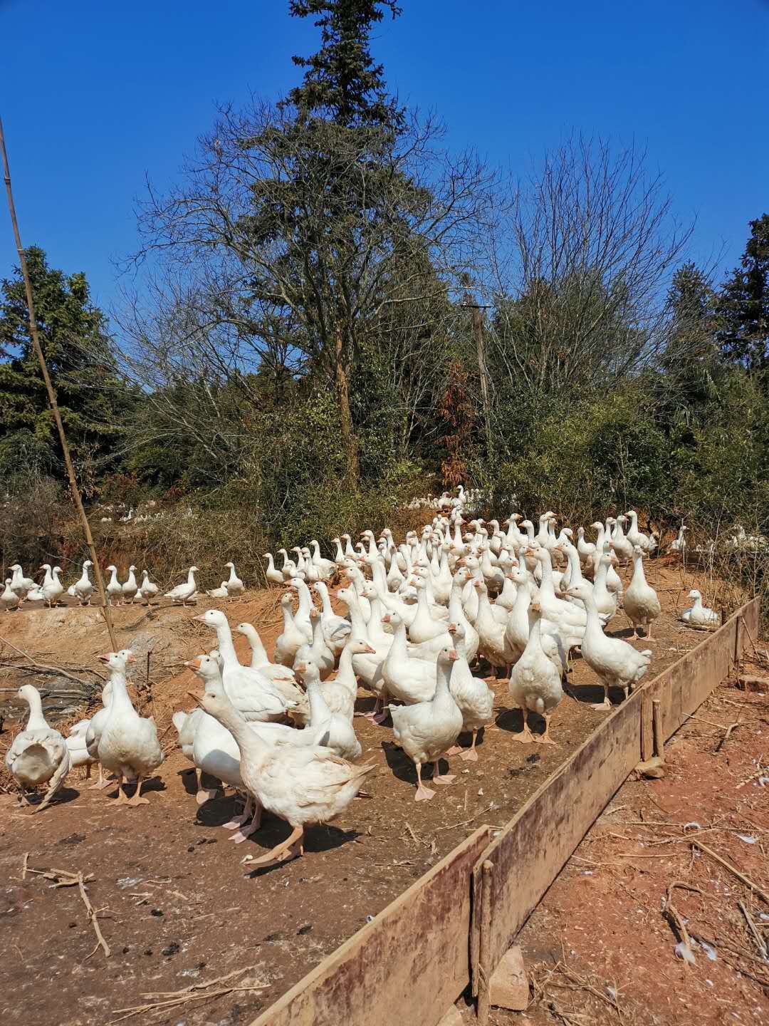 神政桥贫困户,神政桥卖鸡鸭