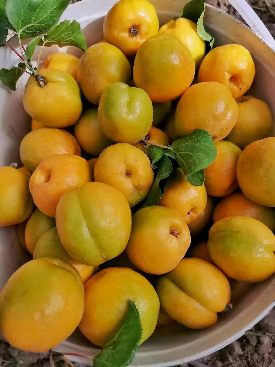 敦煌李广杏子熟了,敦煌李广杏甜度