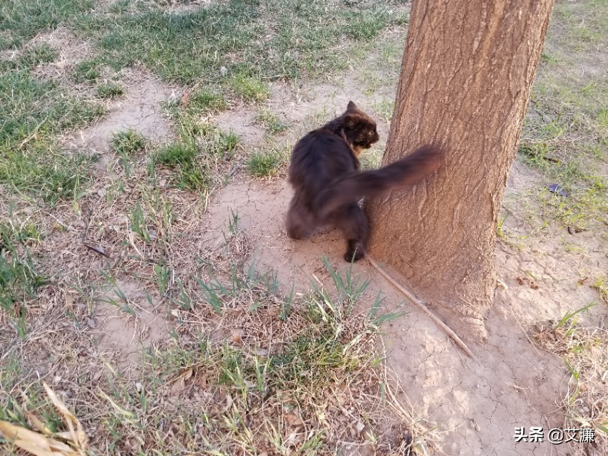 光影中的生灵仙鹤,光影生灵幻化图