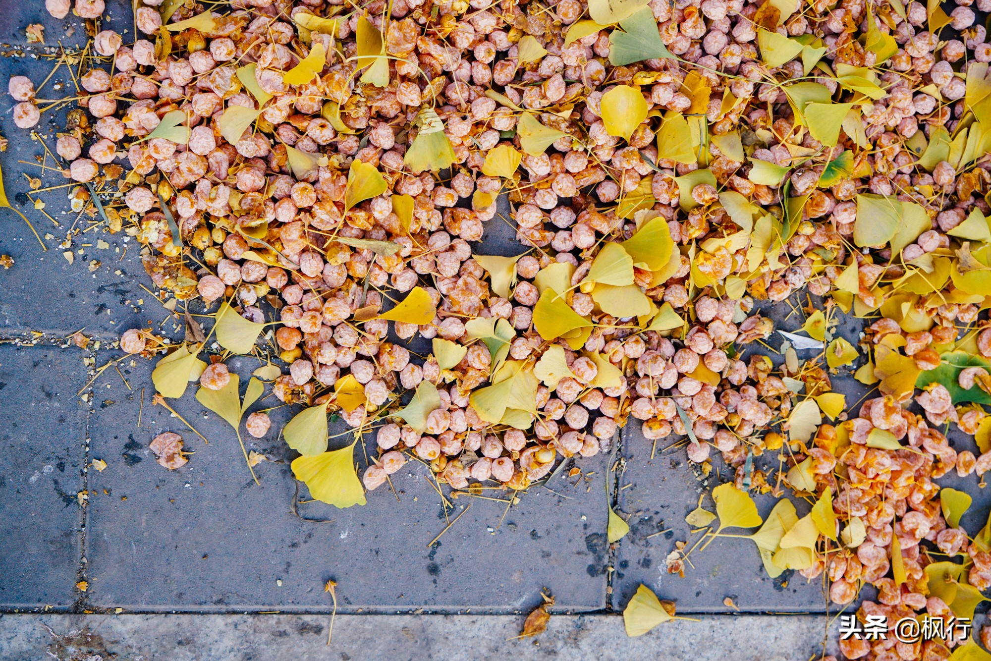 北京18个看银杏的好地方在哪,北京八大处看银杏攻略