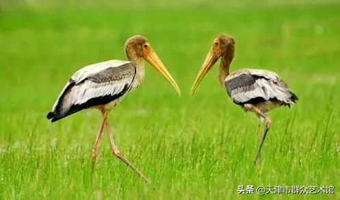 小云带你去旅行丽江详细攻略,8月威宁草海游