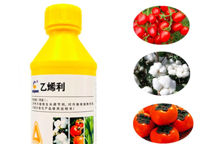 去青皮鲜嫩薄皮绿皮核桃,绿皮核桃去皮手发黑怎么快速处理