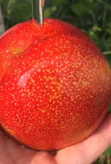 夏天吃什么水果解暑又解馋,炎热夏天吃哪些水果好吃