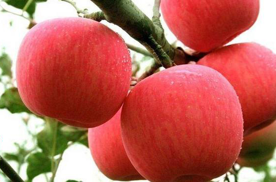 女性延缓衰老吃什么药,女性滋补延缓绝经