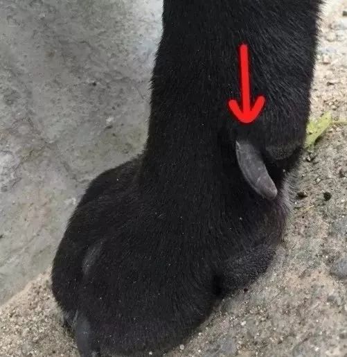 你了解狗狗的行为吗,狗狗爪子的养护常识