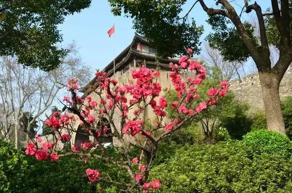南京的春天,南京的春天视频