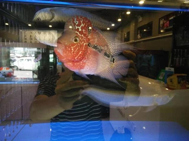 饲养观赏鱼可以往鱼缸里加盐,观赏鱼放鱼缸里为什么不能喂食