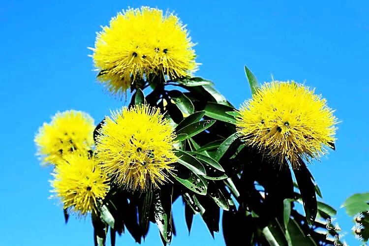 金黄熊猫,金黄色熊猫