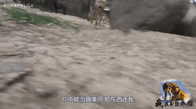 这位“女汉子”在*疆新**，把狼养成了哈士奇，就是经常揍狼的那个