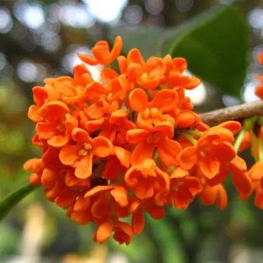 全部金木水火土五行五系植物介绍,五种植物代表五行