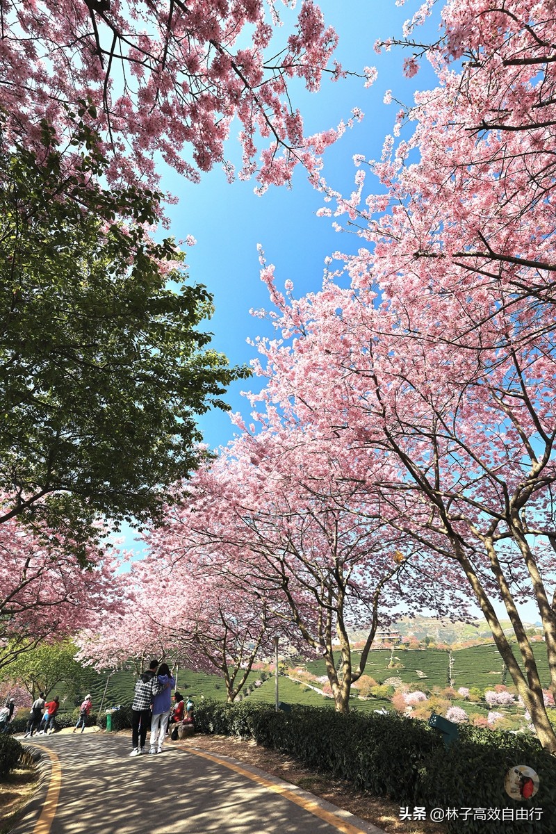 千亩茶山，十里樱花，永福樱花正值颜值巅峰，看完这篇绝不踩坑