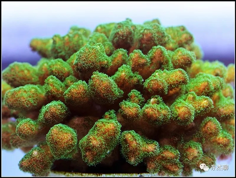 海缸极低营养盐,容易养的海缸珊瑚