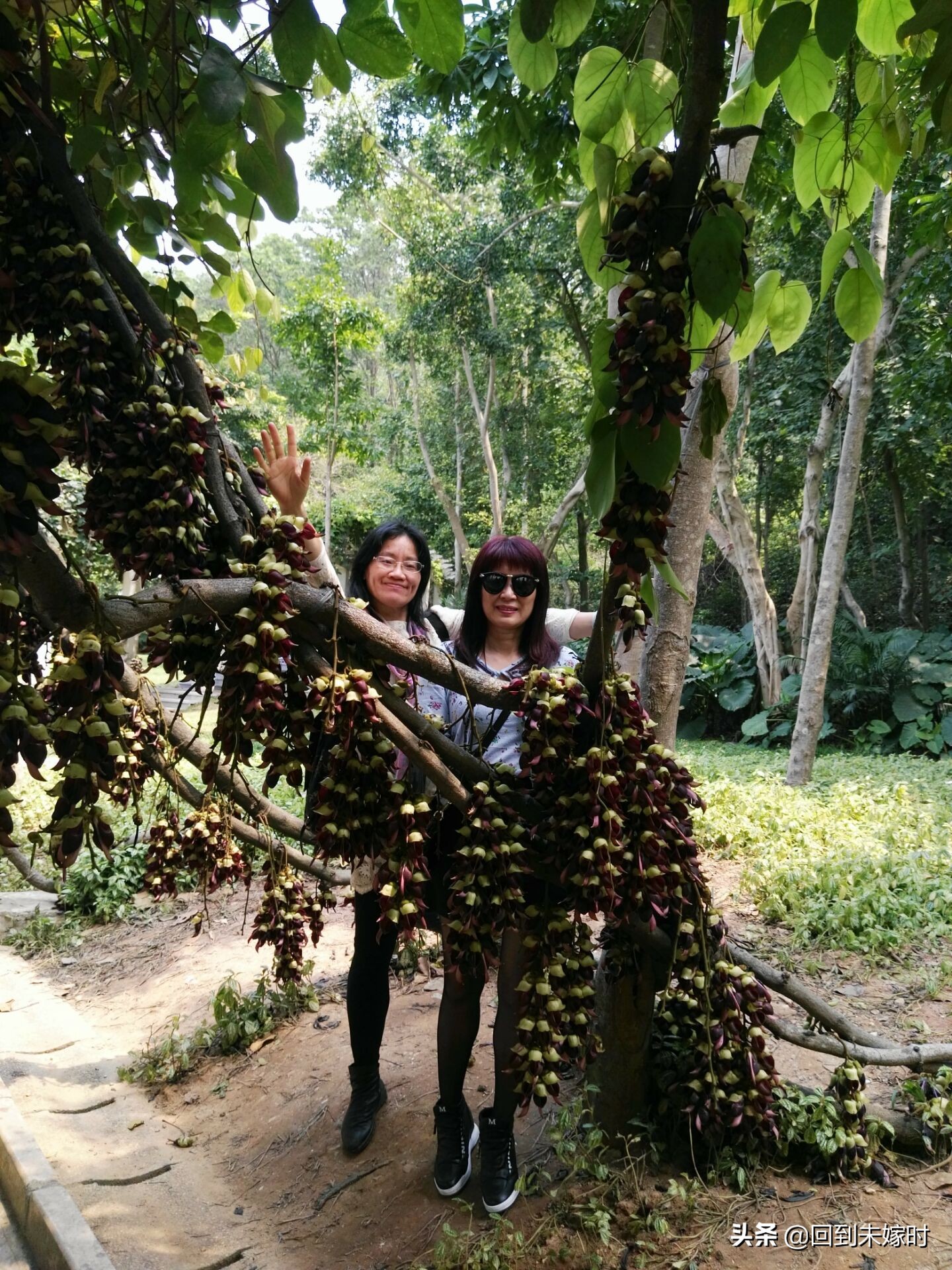 深圳东湖公园禾雀花,深圳东湖公园现在有花吗