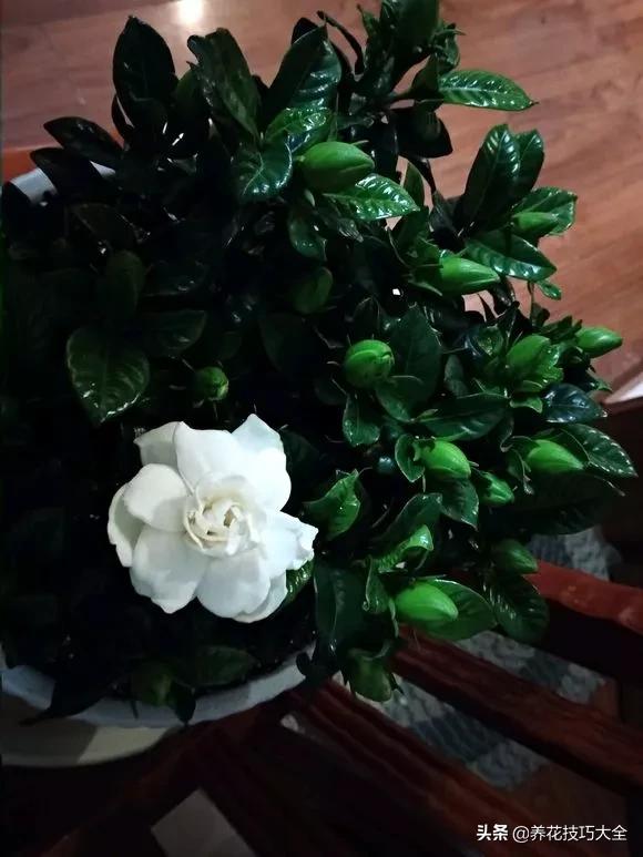 1个塑料瓶，繁殖出10盆栀子花，成活率高，新手也能玩