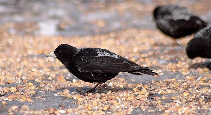 广东常见鸟类图谱和名称图文,东江揽胜鸟类