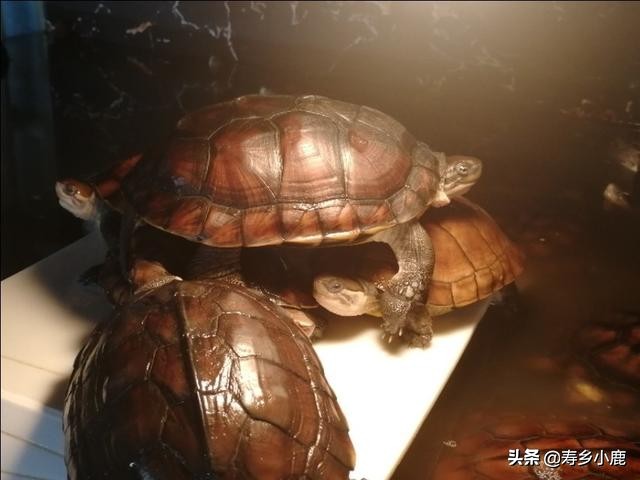 黄喉石金钱龟怎么养,黄喉拟水龟石金钱龟