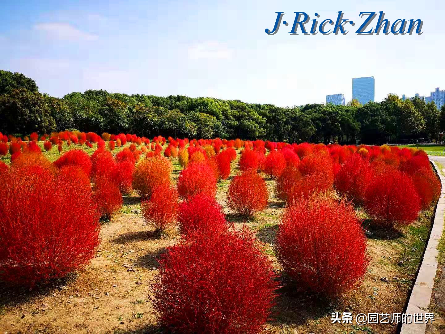 红色地肤草的种植方法,红地肤怎么养