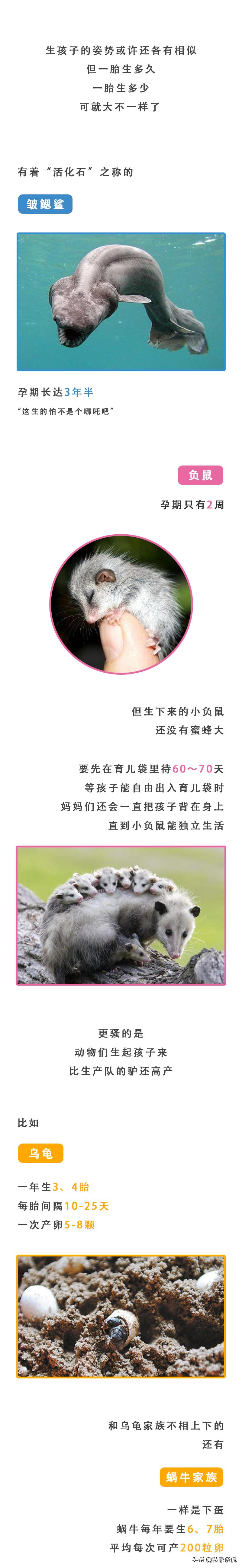 动物世界生蛋的过程,动物世界奇特的分娩方式