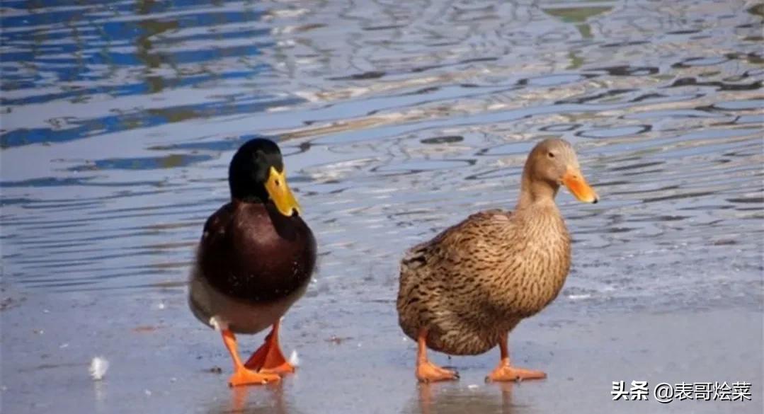 卖鸭子被罚40万新闻,农村卖鸭被罚40万