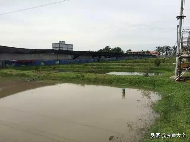 马来西亚养殖金龙鱼,养金龙鱼马来西亚