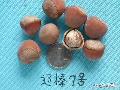 平欧大果榛子价格,平欧大果榛子栽培基地