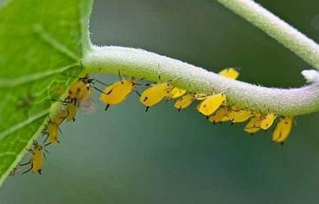 蚜虫最简单有效的防治小妙招,蚜虫最简单有效的防治方法家用