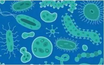 婴幼儿13种菌群,母婴肠道菌群