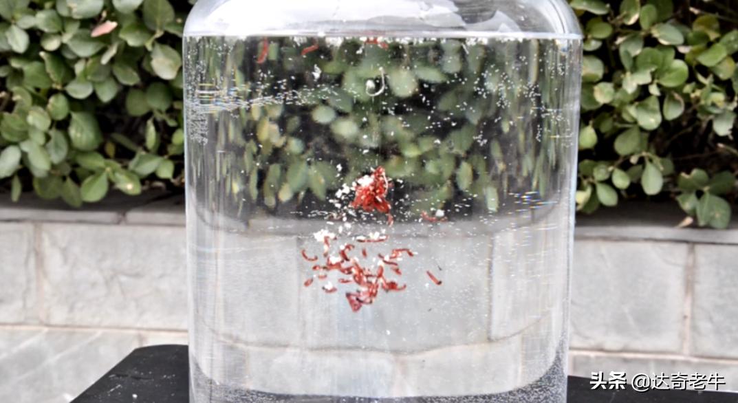 简单的红虫上饵,红虫伴侣怎样开饵