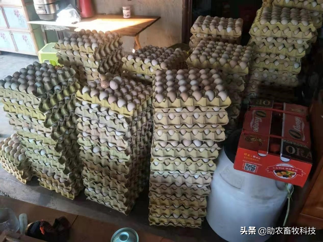 坏鸡蛋扔掉,快过期的鸡蛋怎么大批量处理