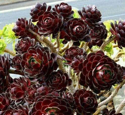 黑法师叶子黑点一碰就掉怎么办,黑法师叶子光落怎么办