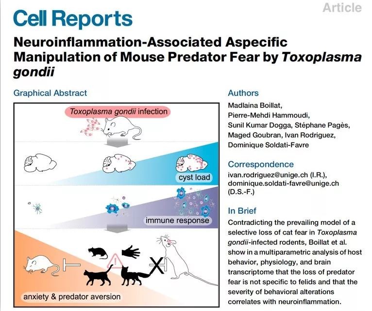 寄生虫操纵人类大脑,操纵意识的寄生虫