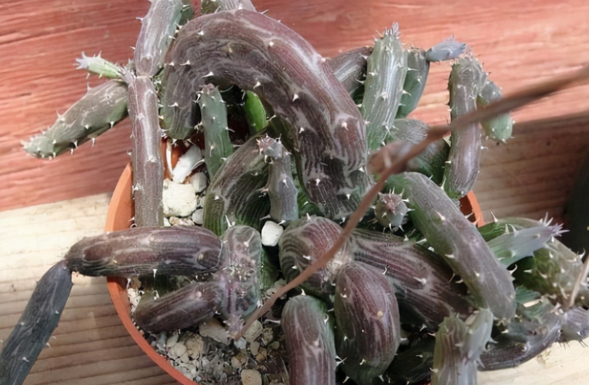 稀有奇特进口多肉,家里养着五种常见多肉