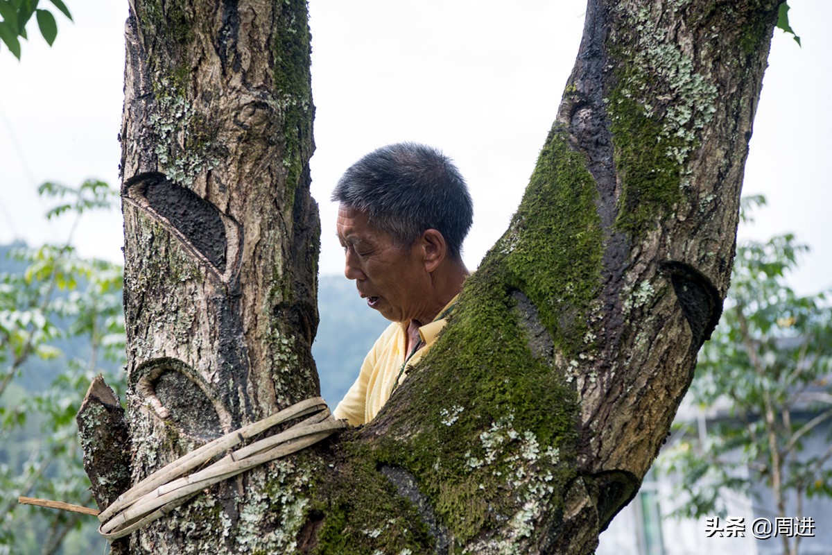 割漆因为什么让人体产生危害,漆树割漆人