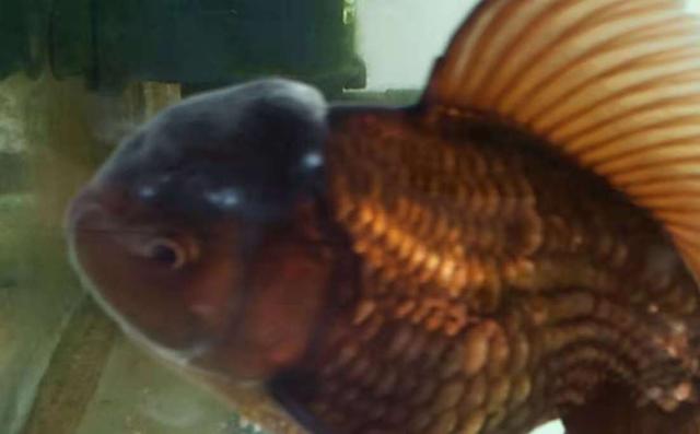 金鱼头部上有白点是什么病,金鱼头上有白点一定是病么