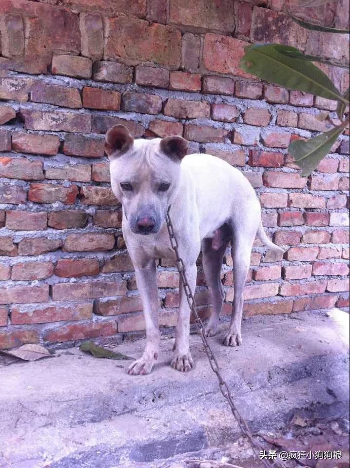 战斗力最强的土狗是什么品种,这40种土狗其实都是超酷的品种犬