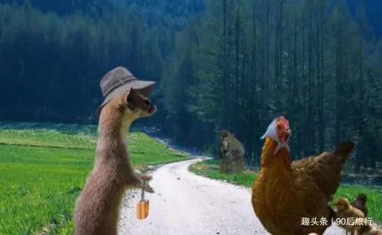 黄鼠狼为什么不能吃,为什么说黄鼠狼不能吃