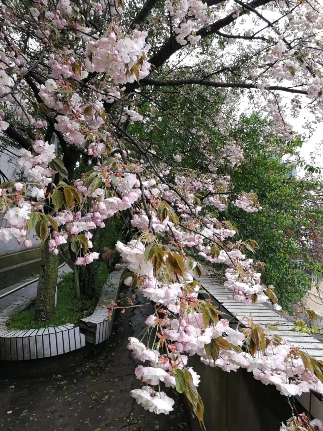 唯有飞旋的木马才能让我追到你