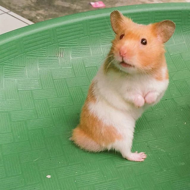 小仓鼠可以只吃胡萝卜不吃鼠粮吗,为什么仓鼠比较喜欢抱着牙签啃