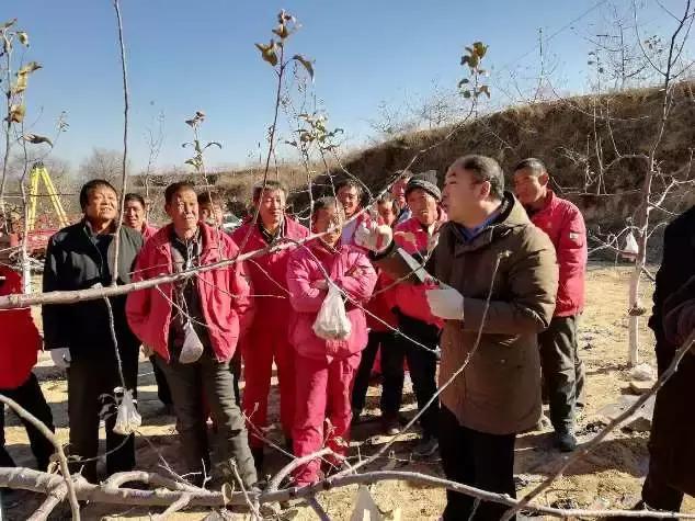 苹果树春季剪枝正确方法,苹果树开花后还能剪枝吗