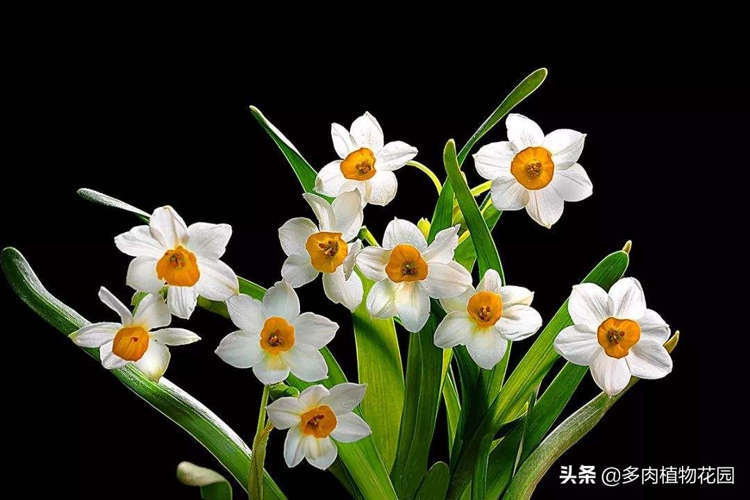 水培水仙叶子发黄怎么回事,水仙叶子干枯发黄怎么办