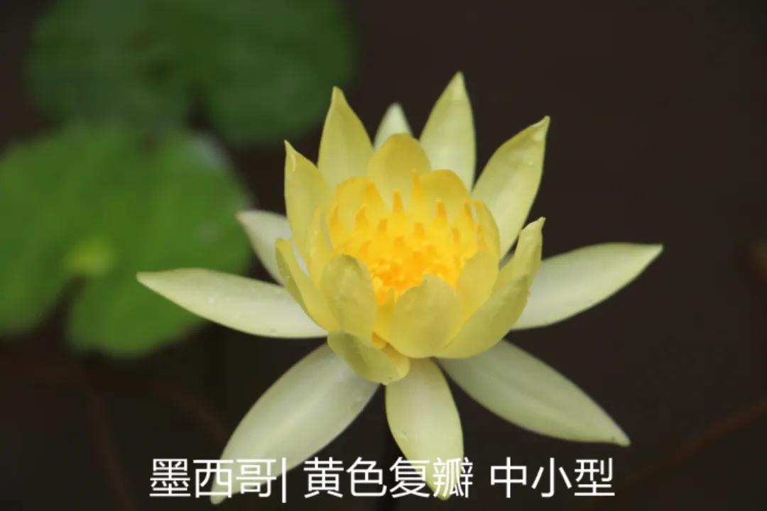 碗莲跟睡莲哪个适合鱼缸养鱼,睡莲和碗莲哪个适合在水缸养