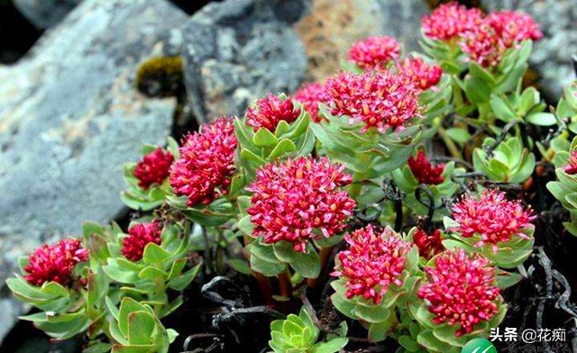 十大冻不死的绿植第一名景天,红景天延年益寿