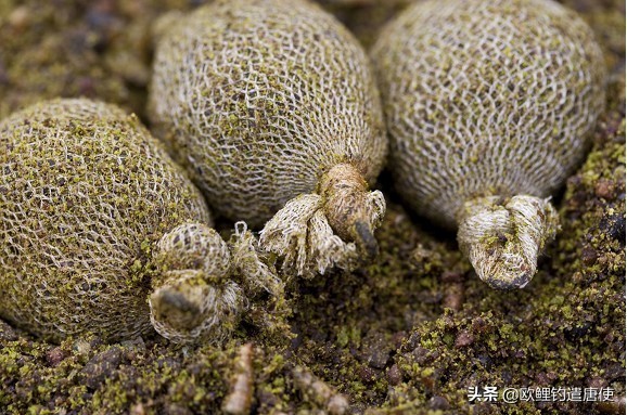 老外钓鱼打窝,老外打窝钓鱼视频大全