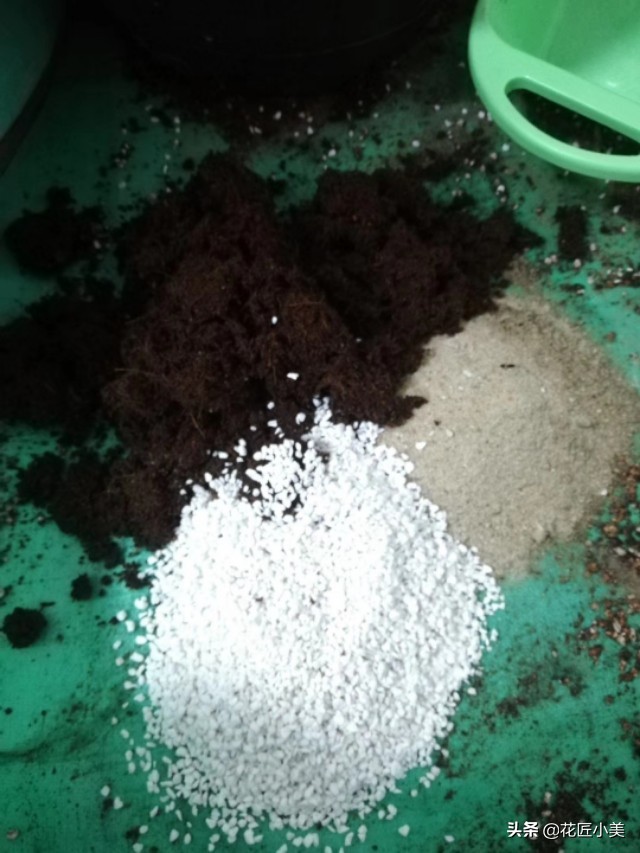 可食用迷迭香盆栽养殖,迷迭香盆栽好养活