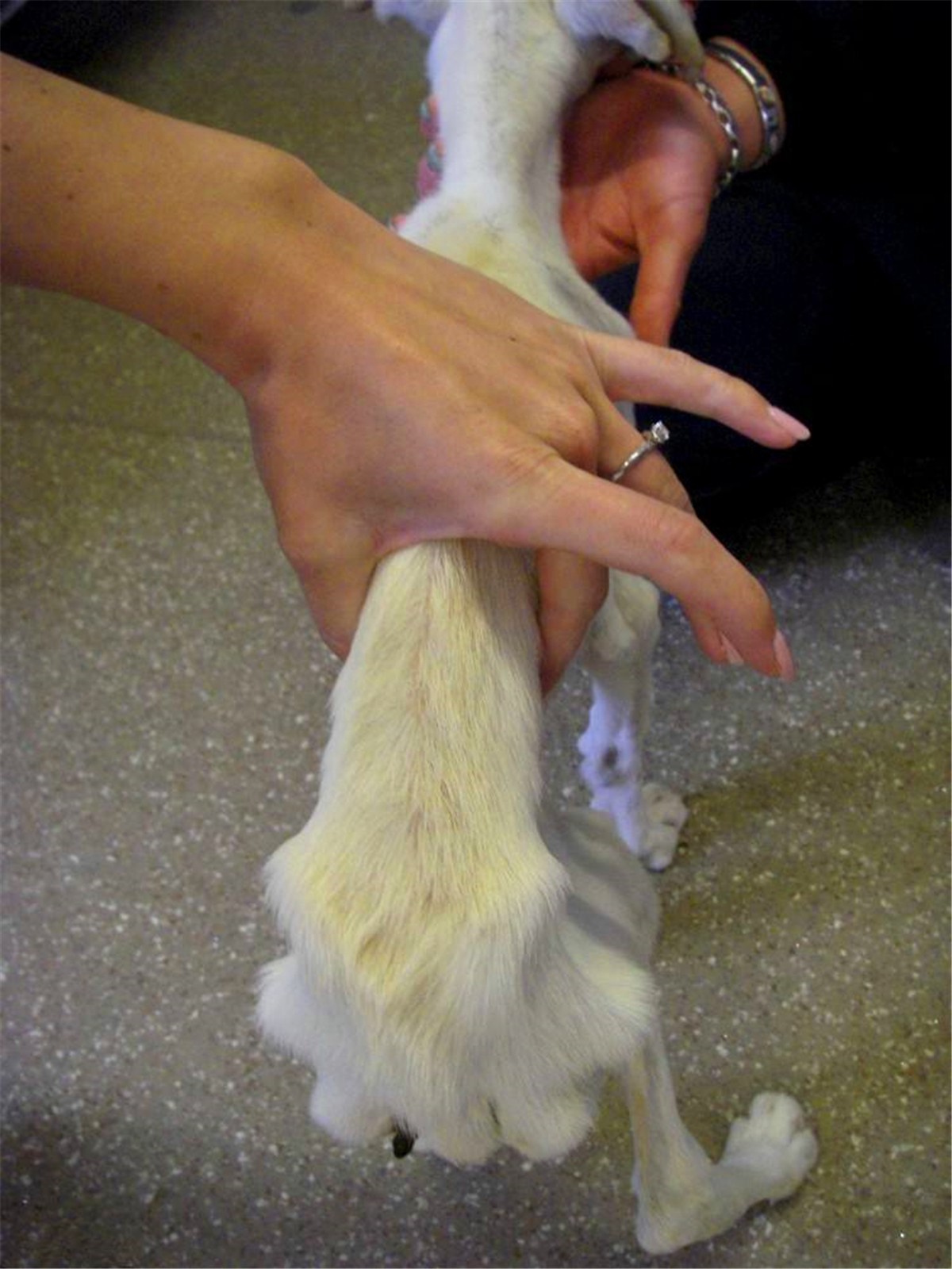 狗狗正常吃饭营养也够但还是瘦,狗狗基因取决于母系还是父系