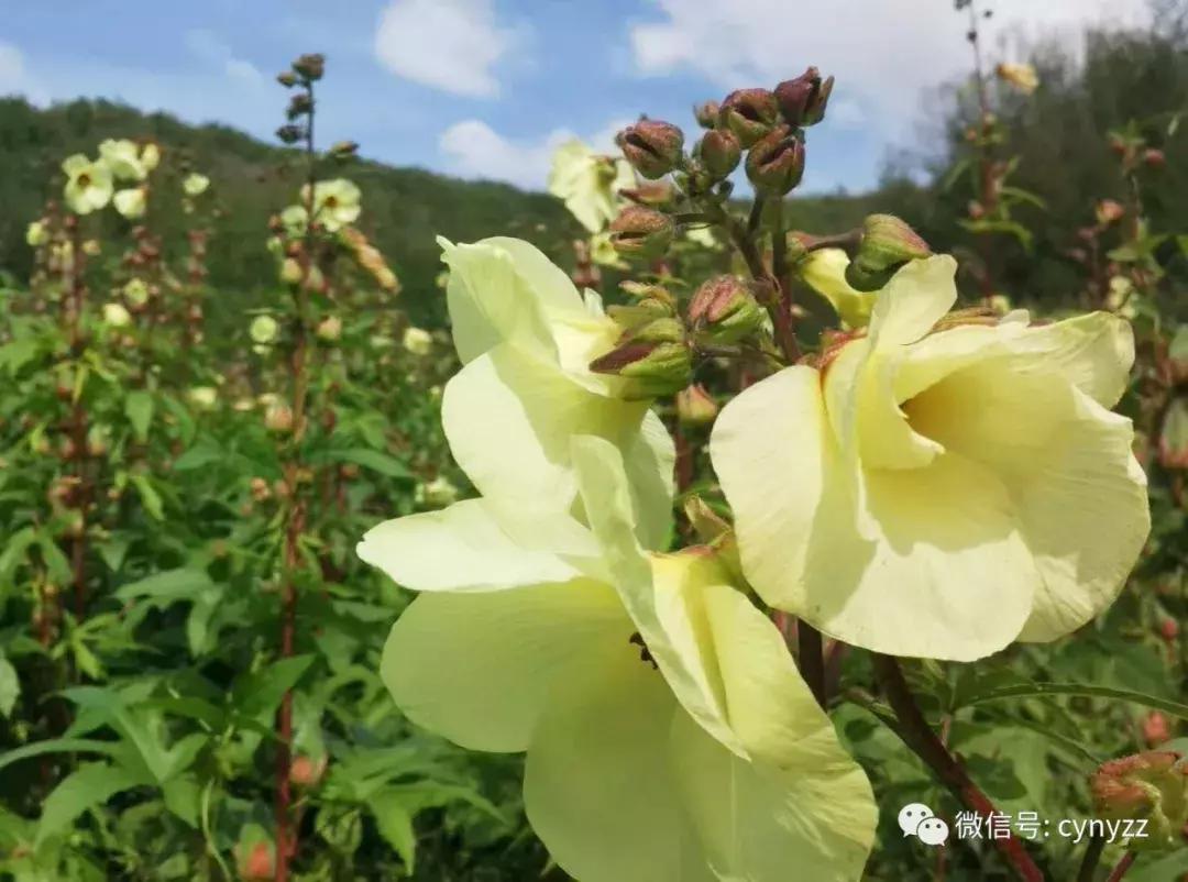 药食同源金花葵,金花葵是药食同源食品吗