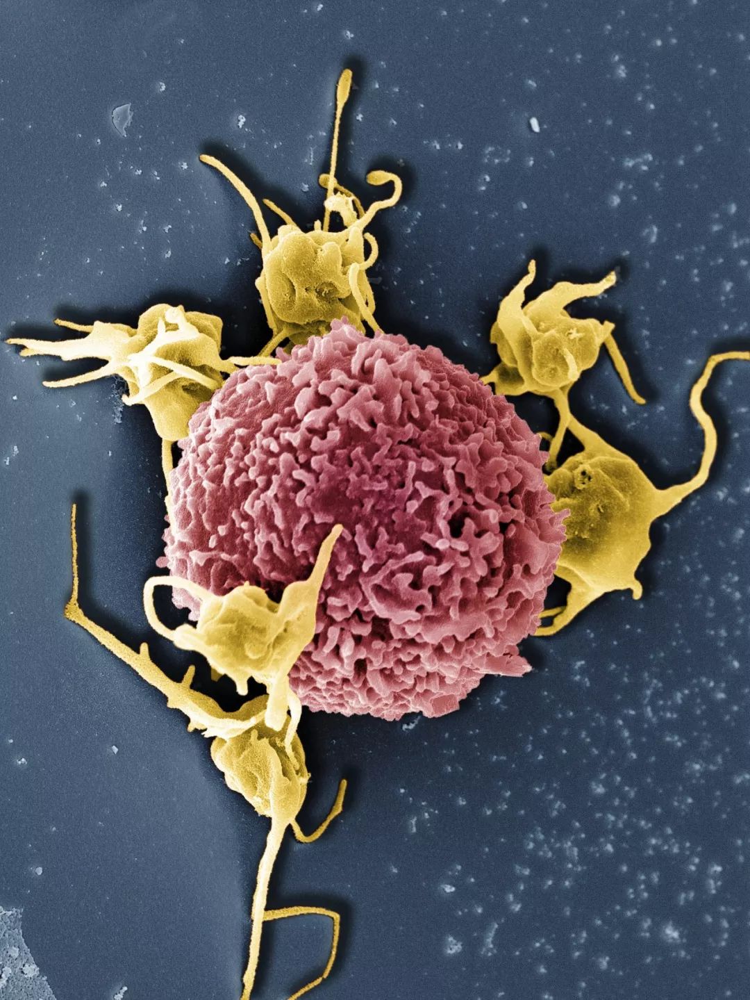 感染病毒后的168小时,你的体内都发生了什么?