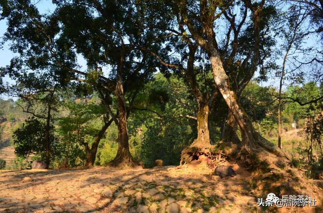 易武普洱茶最好的一款,易武回甘特别好的一款茶