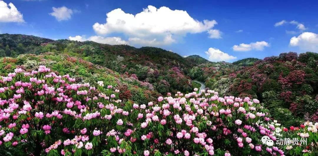 贵州绿博园门票预约,贵州景区预约门票的小程序是什么