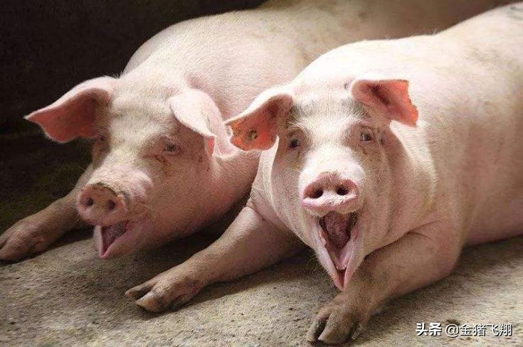 母猪便秘小猪拉稀,为防止小猪拉稀母猪产前怎样保健